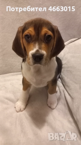 Куче порода Бигъл 