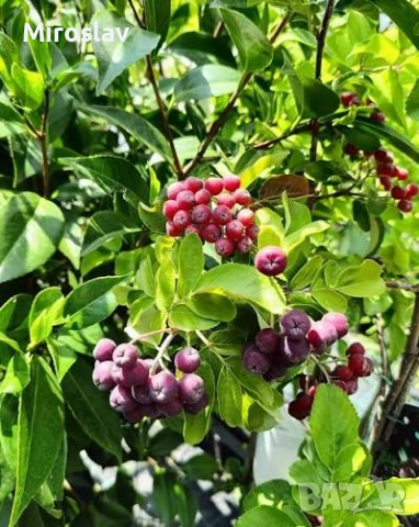 Офика „Бурка“-(Самодивско дърво), снимка 5 - Градински цветя и растения - 54244400