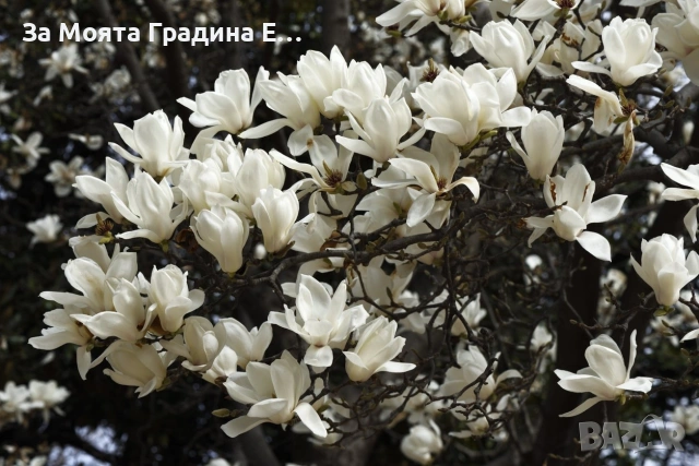 Магнолия - Lenei Alba, снимка 5 - Къщи - 53634613