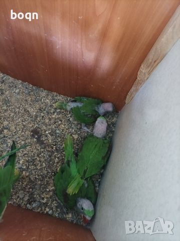 Продавам папагали Голям Александар, снимка 3 - Папагали - 45601855