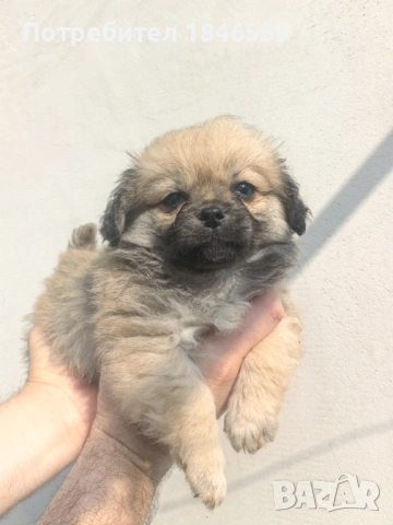 Малки кученца маймунки 