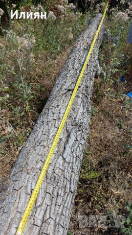 Орехово дърво 7 м + клони – с. Мерданя , снимка 8 - Строителни материали - 51240563