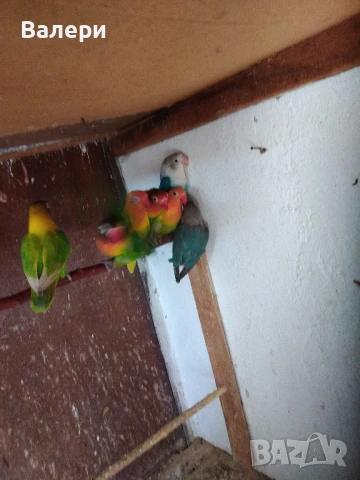 Продавам маскови и фишерови неразделки, снимка 3 - Канари - 49011341