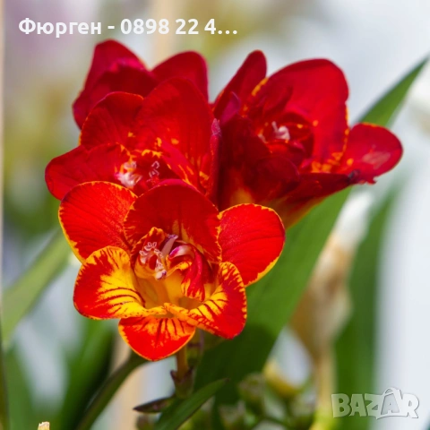 Луковици Фрезия – фракция 5/6, снимка 3 - Разсади - 53127199