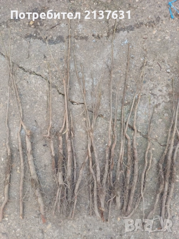 ДРЪВЧЕТАТА за засаждане : орех Пекан , боровинка ,КАЙСИЯ , ПРАСКОВА, КИВИ , МУШМУЛА и др, снимка 3 - Разсади - 40146781