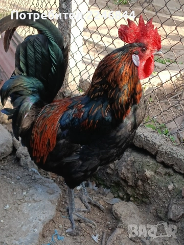 Продавам млади петлета само за 7,50, снимка 9 - Кокошки и пуйки - 53942038