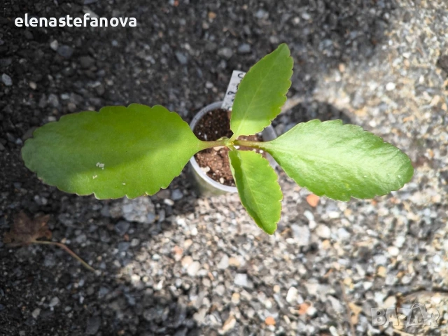 Комплект от две сортови каланхоета , снимка 4 - Стайни растения - 54196235