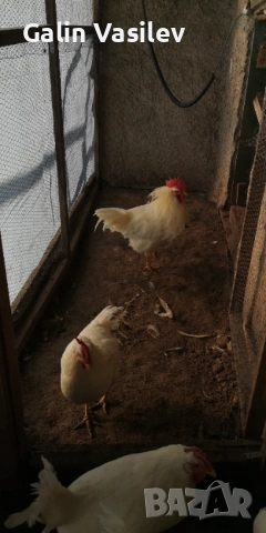 оплодени яйца от БЯЛ ЛЕГХОРН, снимка 7 - Кокошки и пуйки - 53174499