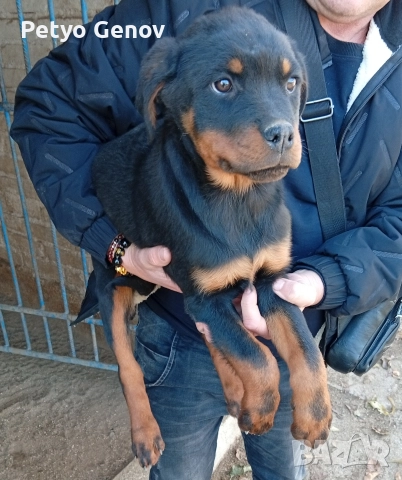 Продавам Ротвайлери, снимка 6 - Ротвайлер - 52565108