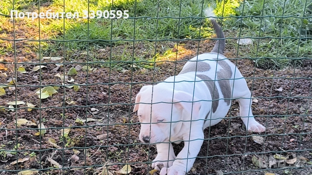 Американско Були Хл Момичета , снимка 3 - Питбул - 52863050