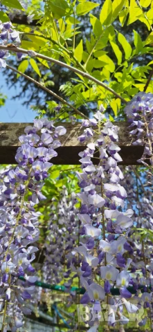 Вистерия/ глициния, снимка 3 - Градински цветя и растения - 51414363