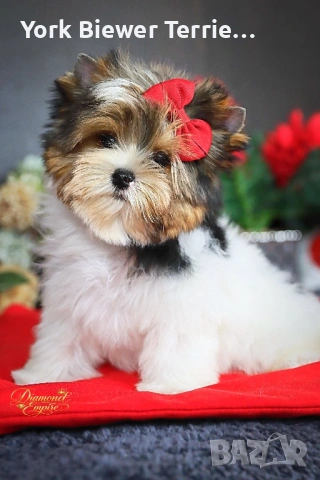Йоркширски Териер! Мини кукличка с родословие! Доставка до всеки град