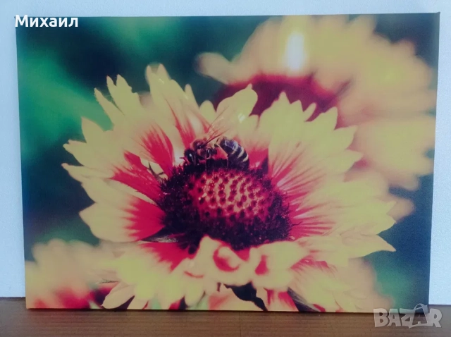 Продавам фото-картини, снимка 4 - Картини - 52187684
