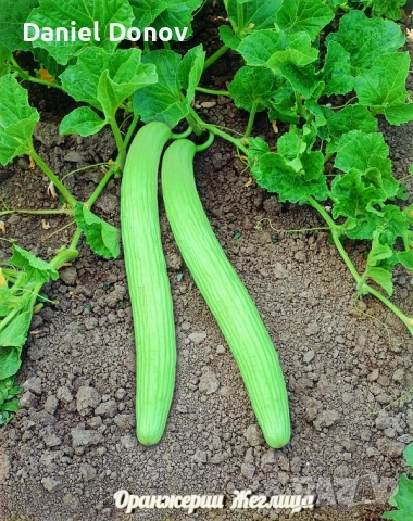 КАТАЛОГ РАЗСАДИ ПРОЛЕТ-ЛЯТО 2026, снимка 15 - Разсади - 52473586