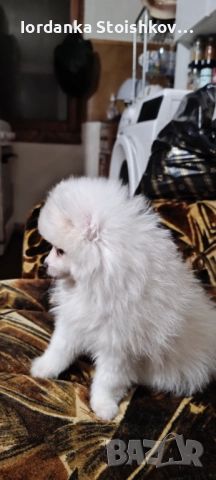 Померанчета, снимка 1