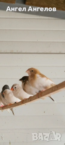 японски амадини 