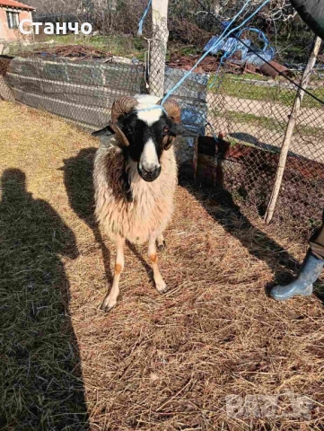 Продавам 2 коча