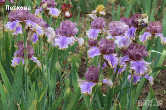 Сортови ириси , снимка 3 - Градински цветя и растения - 53399502