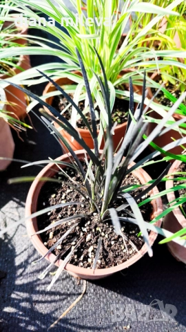 Промо пакет от 5 бр Декоративни треви, снимка 8 - Градински цветя и растения - 51779204