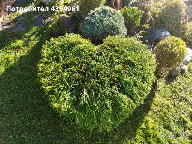 Косене трева, озеленяване, поливни системи, абонаментна поддръжка , снимка 9 - Други услуги - 53760821