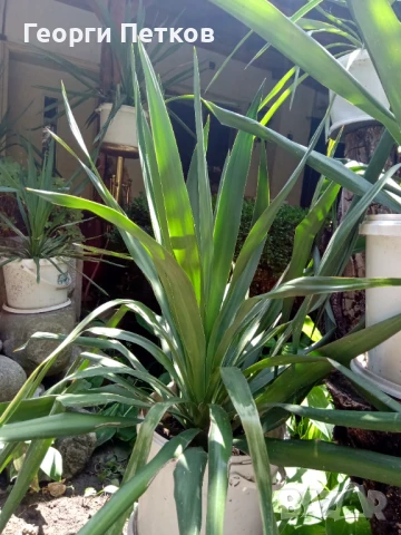 Палма Юка-студоустойчива,дворна-60-70см., снимка 8 - Градински цветя и растения - 51234539