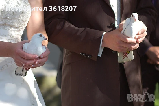 Бели гълъби за сватби и тържества Пловдив, Асеновград и региона , снимка 2 - Гълъби - 51335262