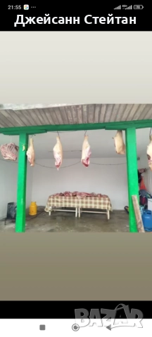 Прясно свинско месо, снимка 2 - Прасета - 52547331