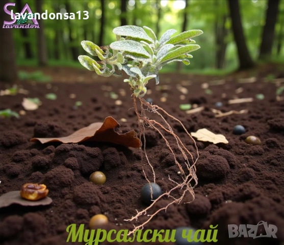  Мурсалски Чай – Разсад на Гол Корен | Планинска Билка, снимка 3 - Градински цветя и растения - 47333197