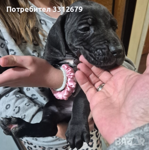 Немски дог - бебета, снимка 7 - Немски дог - 52621505