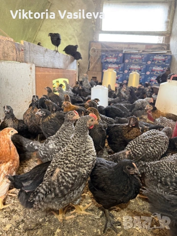 Пилета супер харко , снимка 3 - други­ - 53988197