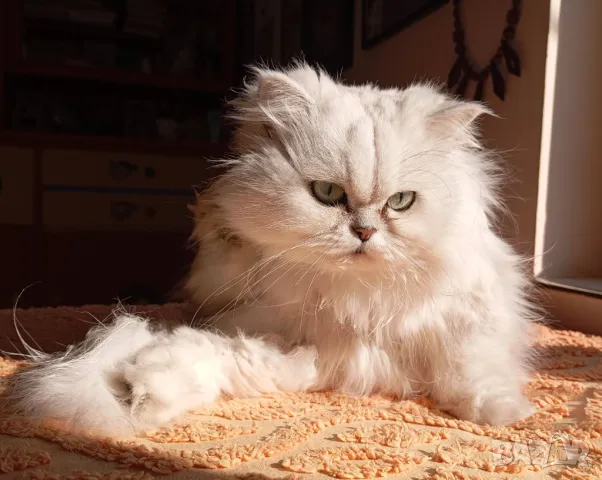 Сребърна чинчила, британска дългокосместа котка, коте, котенце, снимка 4 - Чинчили - 48835916