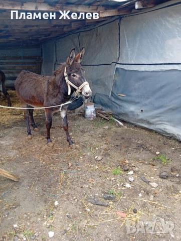 Продавам магарета, снимка 6 - Други - 54271006