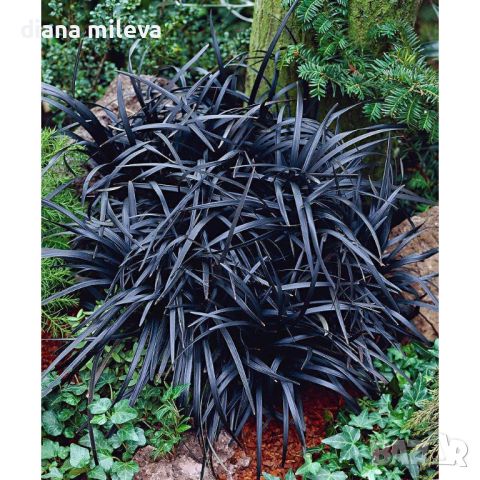 Черен Офиопогон, Ophiopogon black, студоустойчив!!, снимка 3 - Градински цветя и растения - 46103753