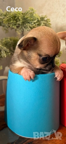 Бебета Чихуахуа, снимка 3 - Чихуахуа - 54077368