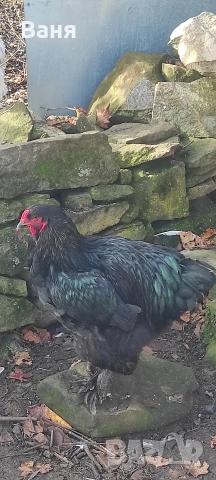 Продавам петел порода черна брама, снимка 6 - Кокошки и пуйки - 52953944