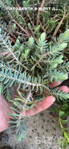 Седуми и сукуленти, снимка 5 - Градински цветя и растения - 53783611