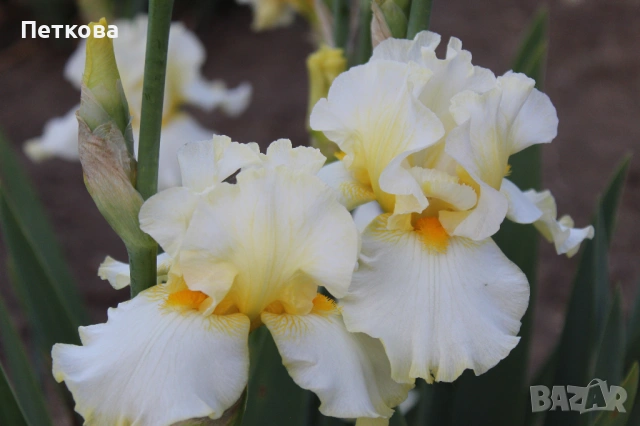 Сортови ириси , снимка 8 - Градински цветя и растения - 53399502
