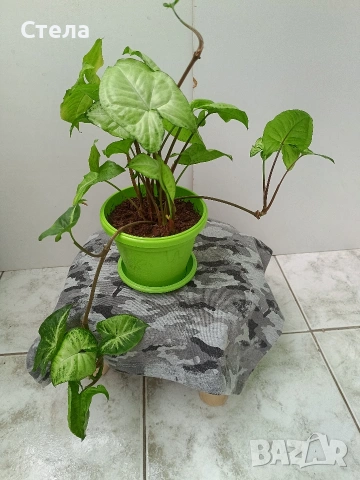 Сциндапсус, Бенджамин и други цветя , снимка 15 - Стайни растения - 45108051