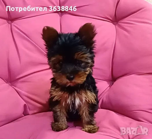 Мини Йоркширски териер, снимка 2 - Йоркширски териер - 49685012