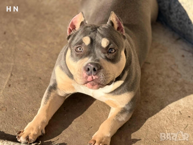 Американско покет були - момиче , снимка 1