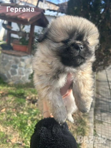 Продавам пекинези, снимка 2 - Пекинез - 53445366