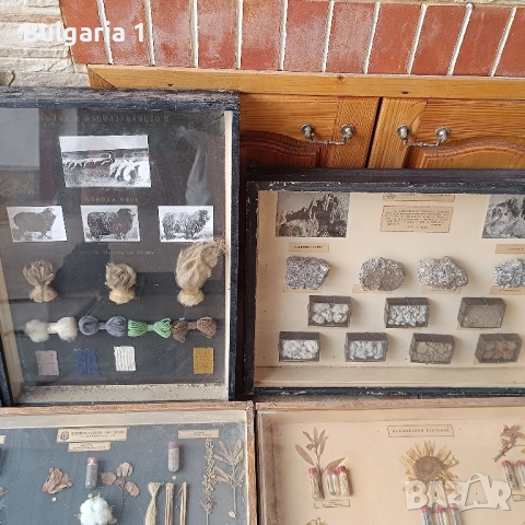 Учебни модели по Биология и География в дървена рамка със стъкло , снимка 7 - Антикварни и старинни предмети - 51689244