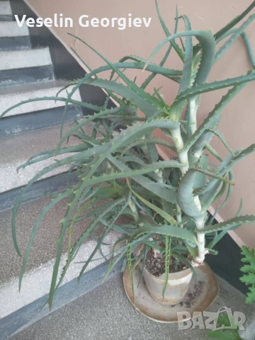 Алое, снимка 2 - Стайни растения - 53959711