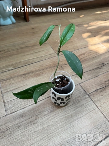 Hoya Pubicalyx black dragon .Pubicalyx pink silver , снимка 4 - Стайни растения - 54001843