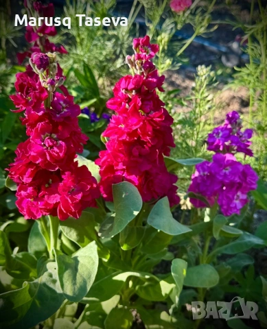 Шибой кичест , снимка 9 - Градински цветя и растения - 53818099