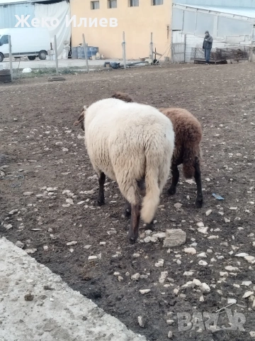 Продавам плевенски черноглав коч, снимка 2 - Овце - 54200369