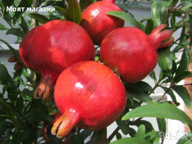 Безсемен Нар