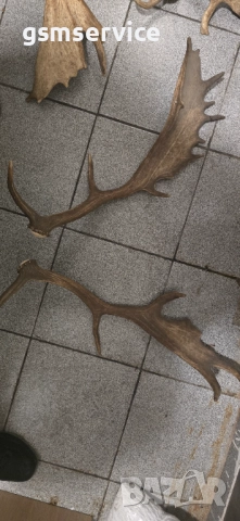 Рога от елен лопатар (Dama dama).