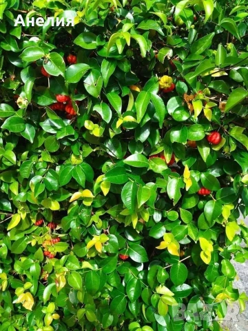 Суринамска череша 🍒 растение, снимка 3 - Стайни растения - 54296308