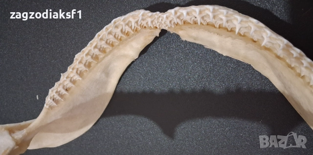 Челюст от "БИЧА АКУЛА" 100% Истинска Челюст 2, снимка 6 - Колекции - 52800215